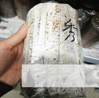 食用菌培训